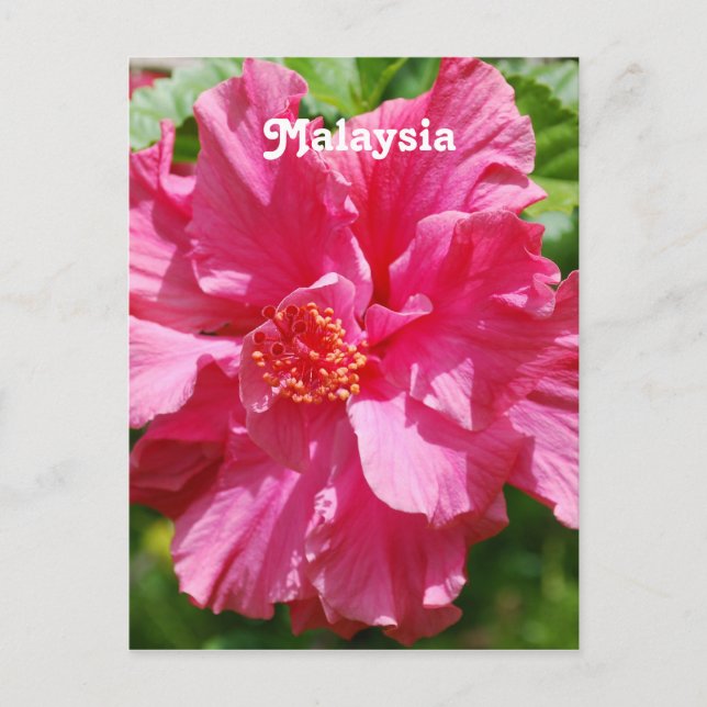 Malaysia Hibiscus Postcard (Front)
