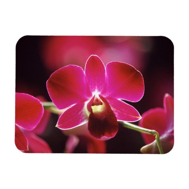 Malaysia, Orchid Magnet (Horizontal)