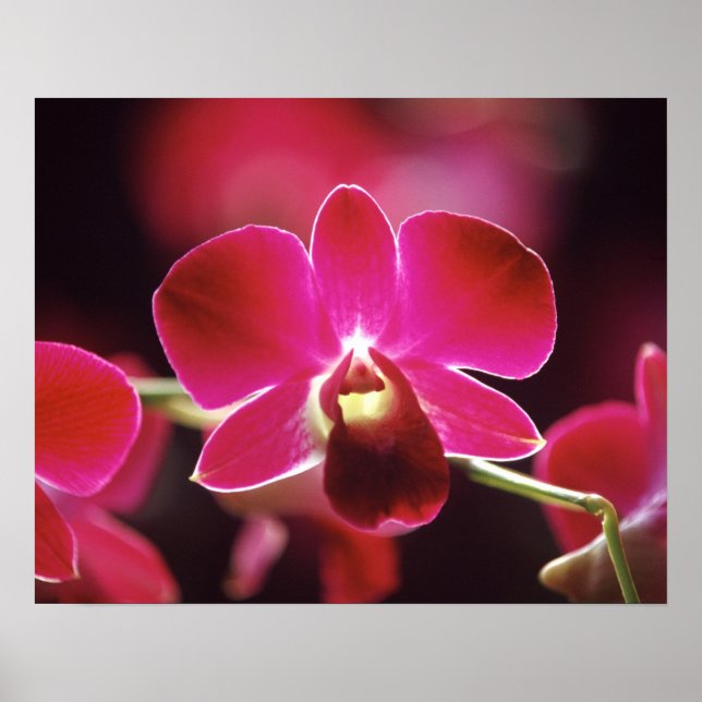 Malaysia, Orchid Poster (Front)