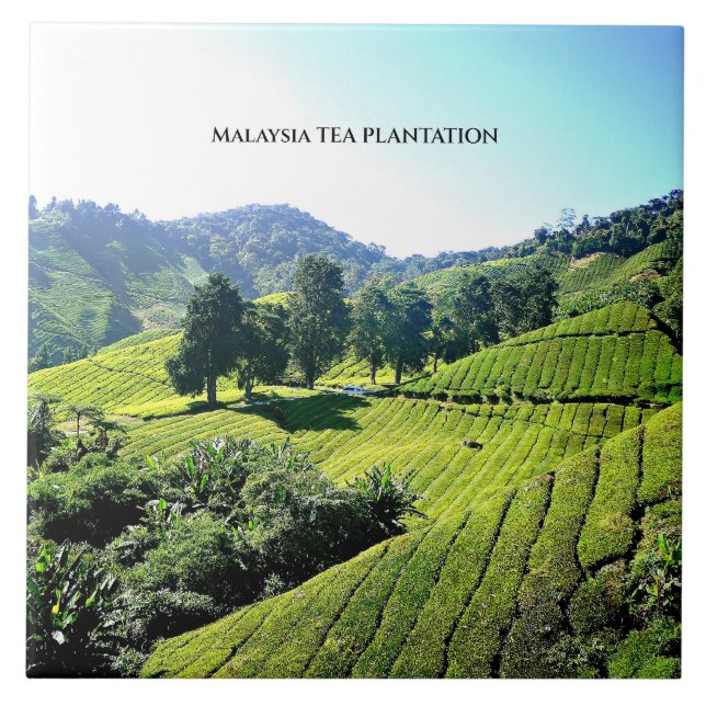 Malaysia Tea Plantation Ceramic Tile (Front)