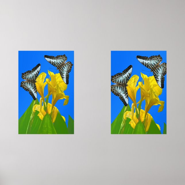 Malaysian blue clipper butterflies on Canna Poster Wall Art Sets (Front)