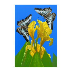 Malaysian blue clipper butterfly Acrylic Wall Art