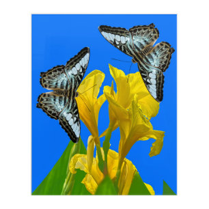 Malaysian blue clipper butterfly Acrylic Wall Art