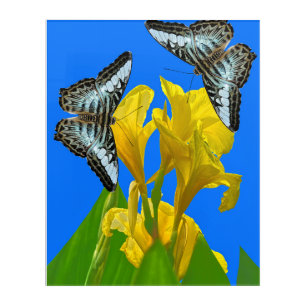 Malaysian blue clipper butterfly Acrylic Wall Art