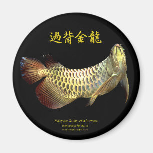 Malaysian Golden Arowana Magnet