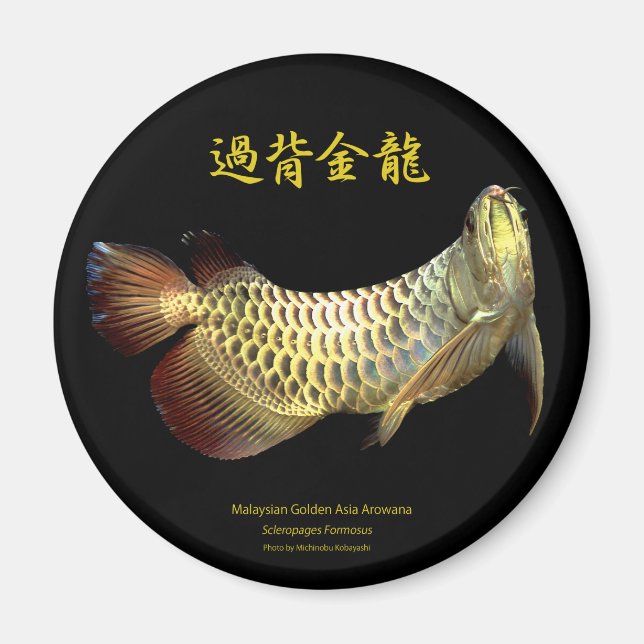 Malaysian Golden Arowana Magnet (Front)