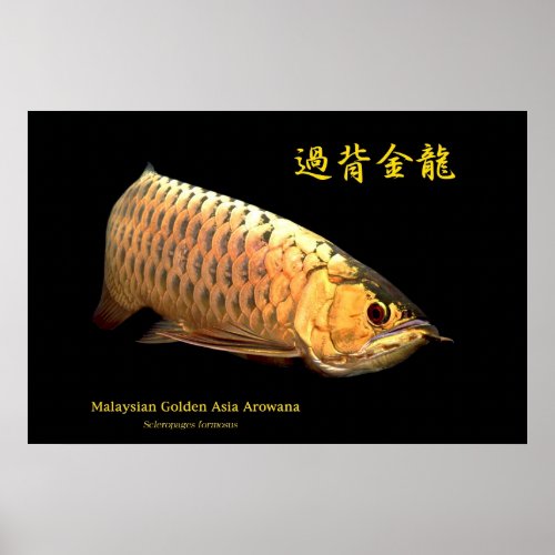 Malaysian Golden Arowana Poster