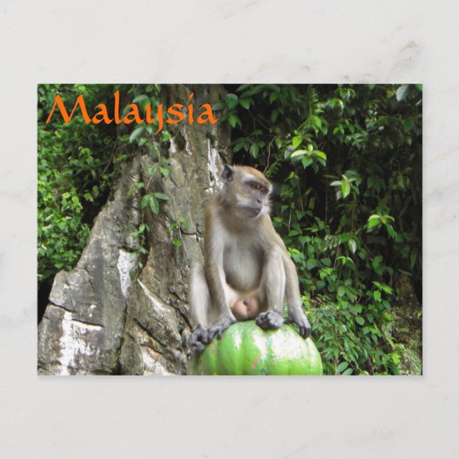 Malaysian Monkey Postcard (Front)