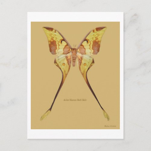 Malaysian Moon Moth Postcard