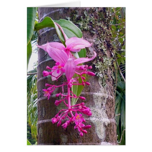 Malaysian Orchid Tree Cards (Front)