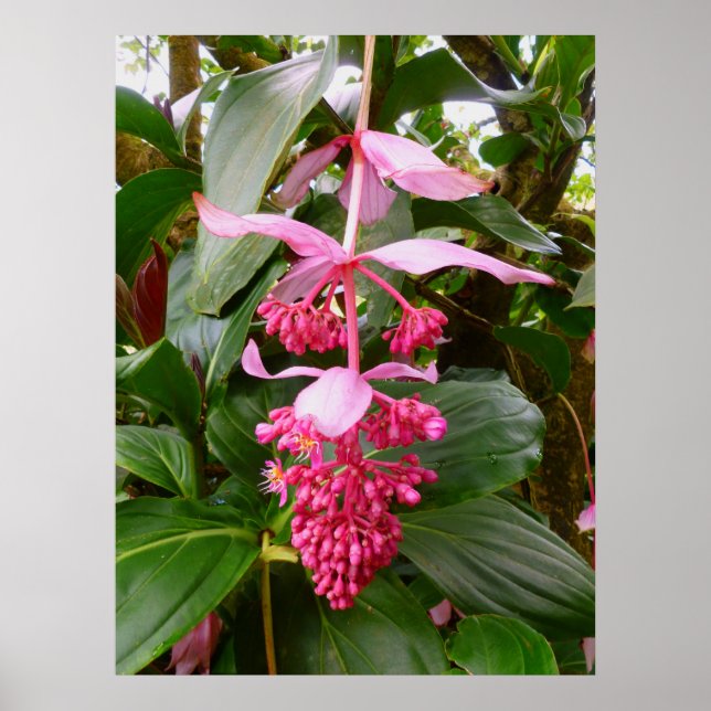 Malaysian Orchid Tree Poster (Front)