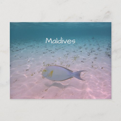 Maldives Greeting Postcard