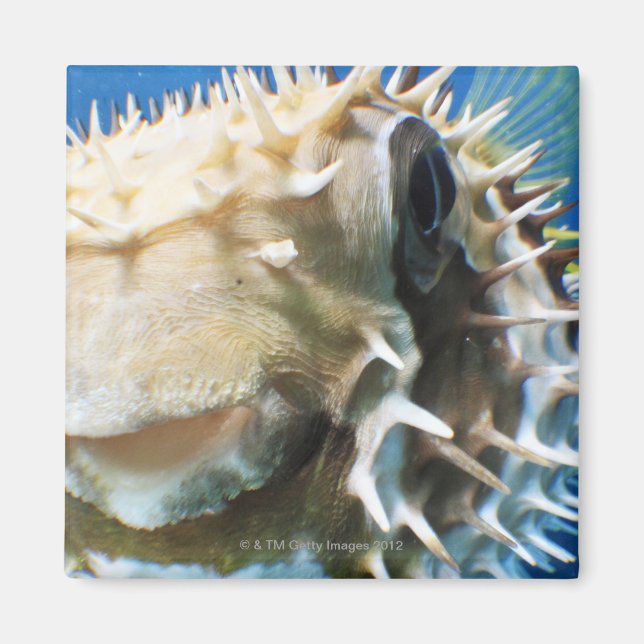 Maldives Islands Magnet (Front)