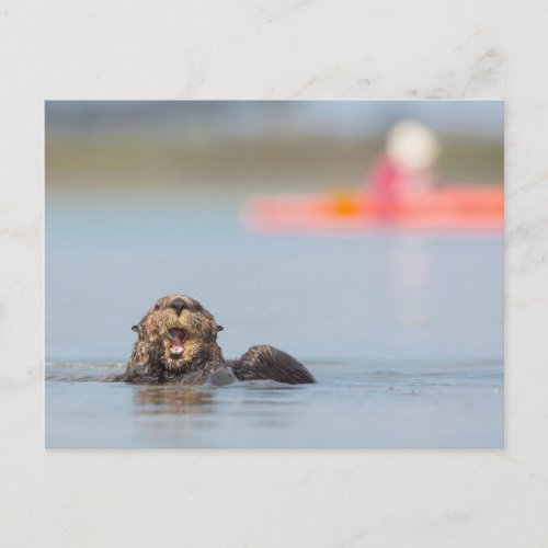Male adult sea otter in Elkhorn Slough California Postcard