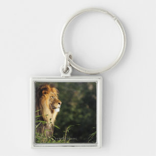 Male African lion at the zoo in Washington, D.C. 2 Keychain