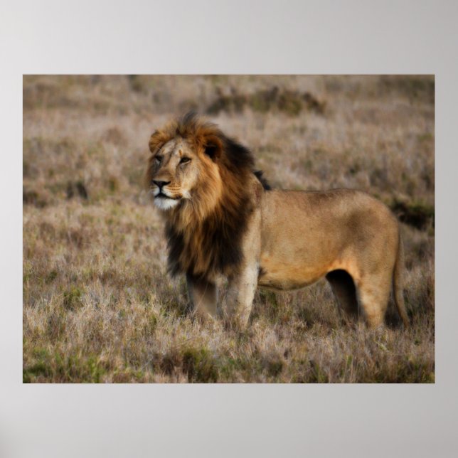 Male African Lion in Grass  Poster (Front)