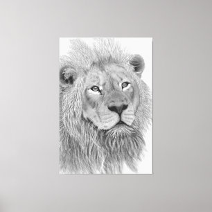 Male African Lion Pencil Drawing Canvas Print
