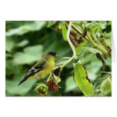 Male American Goldfinch (Front Horizontal)