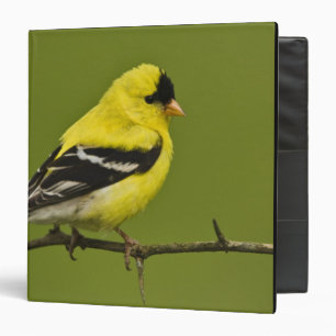 Male American Goldfinch in breeding plumage, 3 Ring Binder