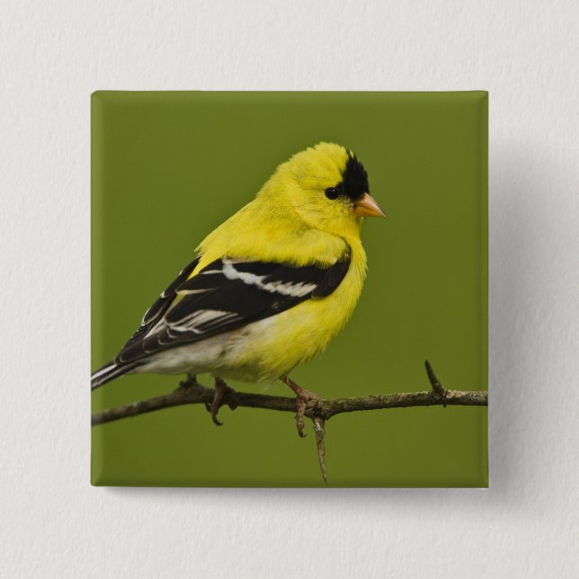 Male American Goldfinch in breeding plumage, Button (Front)