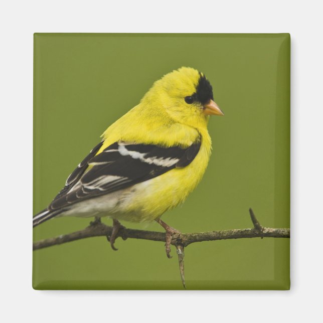 Male American Goldfinch in breeding plumage, Magnet (Front)