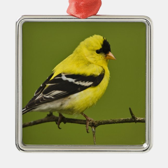 Male American Goldfinch in breeding plumage, Metal Ornament (Front)