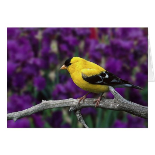 Male, American Goldfinch in summer plumage, (Front Horizontal)