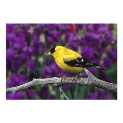 Male American Goldfinch in summer plumage Photo Print