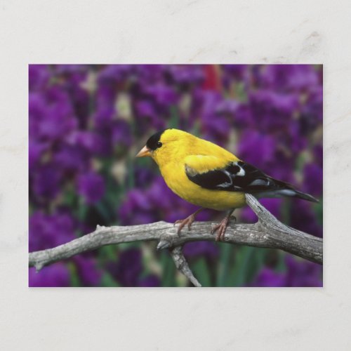 Male American Goldfinch in summer plumage Postcard