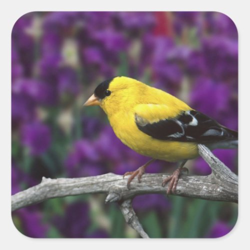 Male American Goldfinch in summer plumage Square Sticker