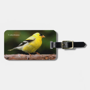 Male American Goldfinch on the Arbutus Luggage Tag