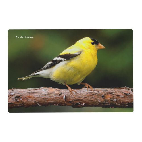 Male American Goldfinch on the Arbutus Placemat