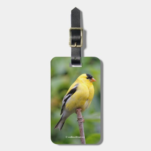 Male American Goldfinch on the Bamboo Luggage Tag