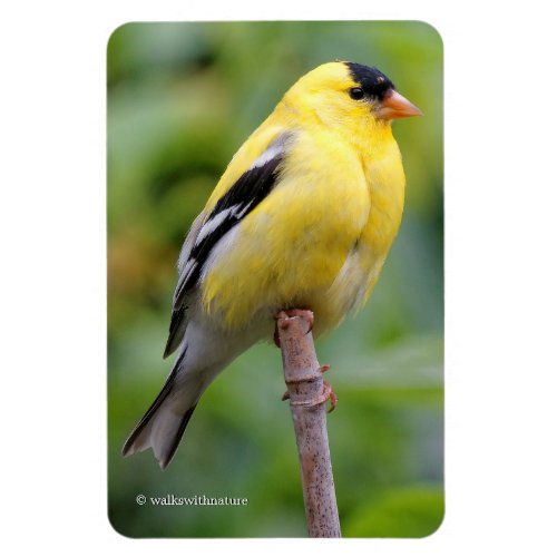 Male American Goldfinch on the Bamboo Magnet