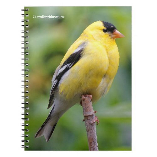 Male American Goldfinch on the Bamboo Notebook