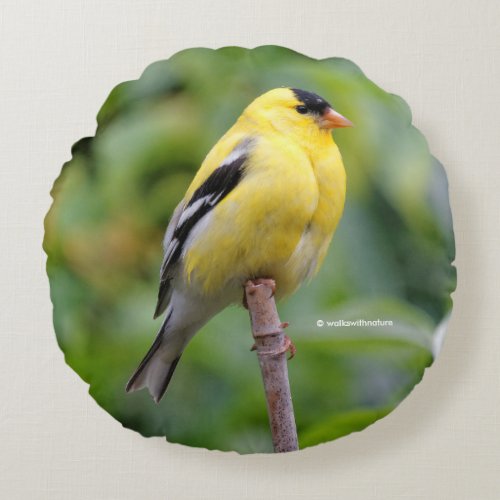 Male American Goldfinch on the Bamboo Round Pillow