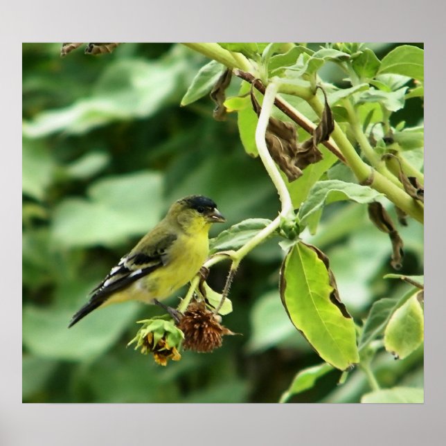 Male American Goldfinch Poster (Front)