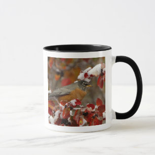 Male American Robin in Black Hawthorn Mug
