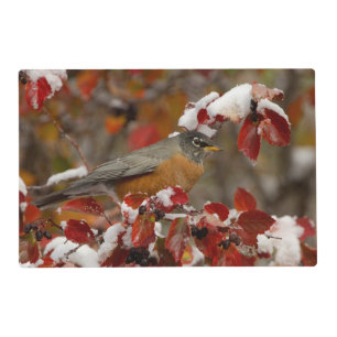 Male American Robin in Black Hawthorn Placemat
