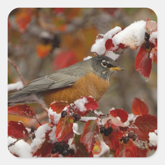 Male American Robin in Black Hawthorn Square Sticker (Front)