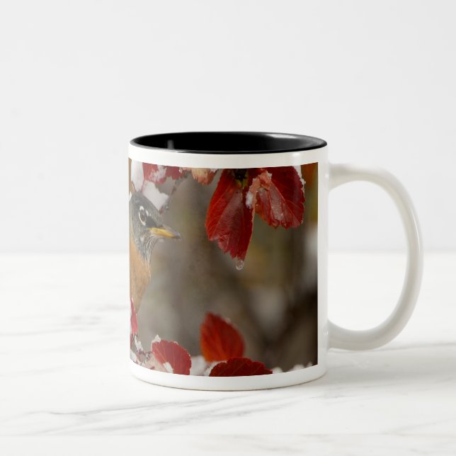 Male American Robin in Black Hawthorn Two-Tone Coffee Mug (Right)