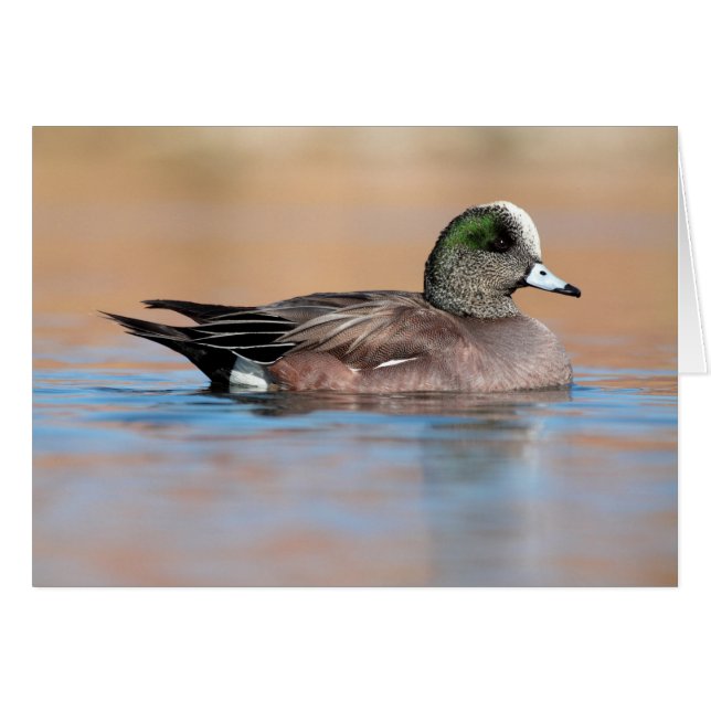 Male American Wigeon Cards (Front Horizontal)