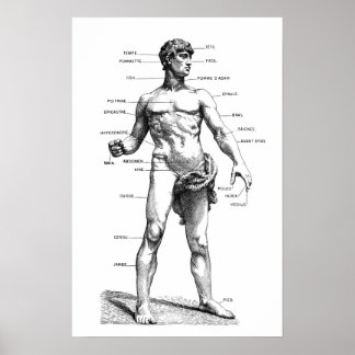 Male Anatomy - front Poster