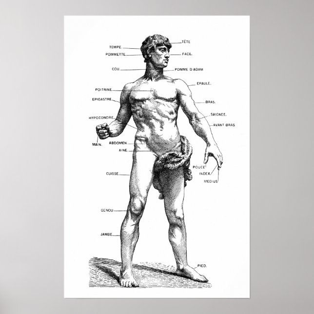 Male Anatomy - front Poster (Front)