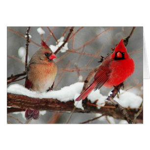 male and female cardinals cards