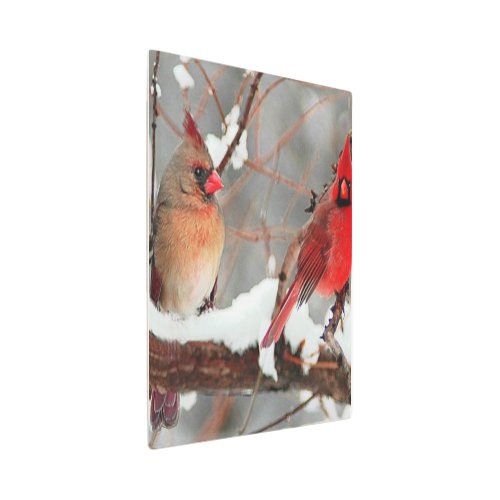 male and female cardinals metal print