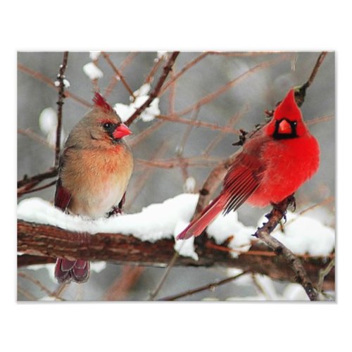 male and female cardinals photo print