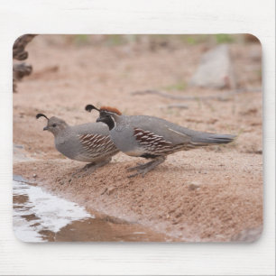 Male and female Gambel's Quail Mouse Pad