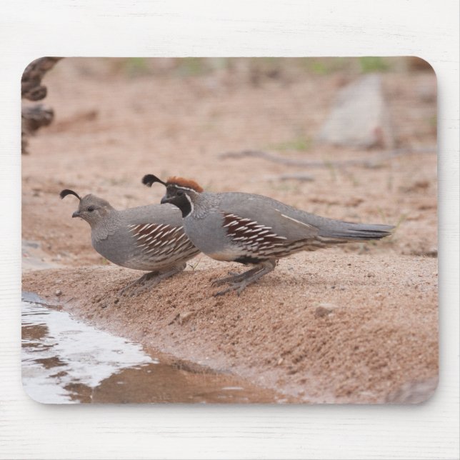 Male and female Gambel's Quail Mouse Pad (Front)