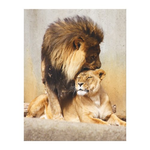 Male and Female Lion in Love Canvas Print